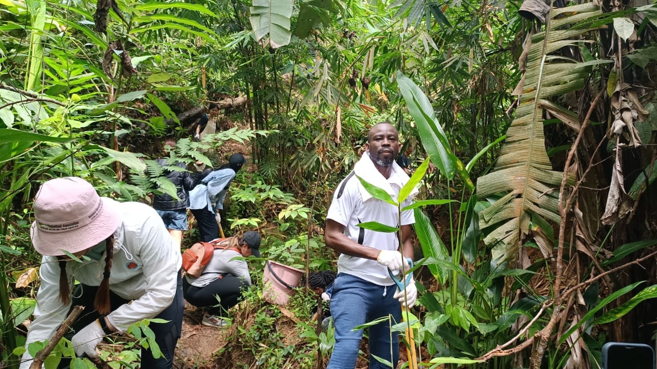 You will learn about the plants and the animal in the rainforest